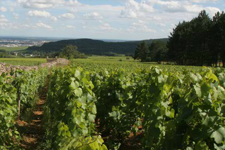 Les vignes et les raisins